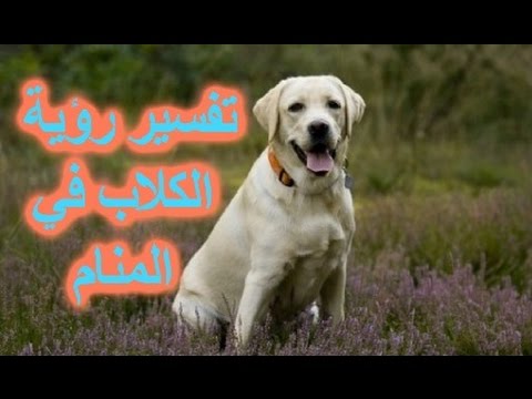 تفسير حلم كلب صغير - رؤية الجرو في المنام 8065