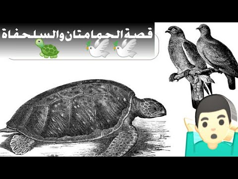 قصة خيالية قصيرة 5 اسطر - الحمامتان والسلحفاة 8154 1